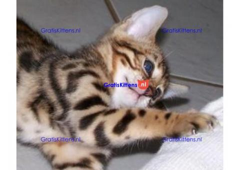 Schattige Bengaalse kittens