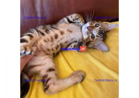 Overal de beste prijzen F2 Savannah Kittens