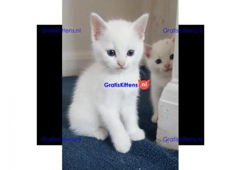 Gezonde Angora Kittens te koop