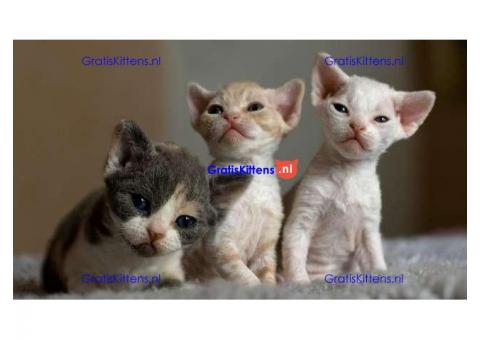 Puntige mannelijke Devon Rex kittens