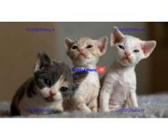 Puntige mannelijke Devon Rex kittens