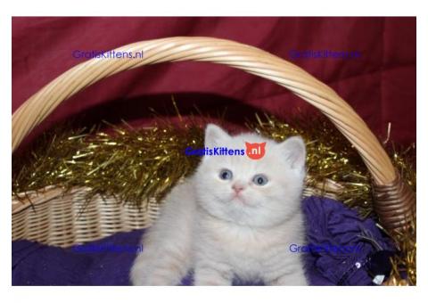 Gezonde Scottish Fold Kittens