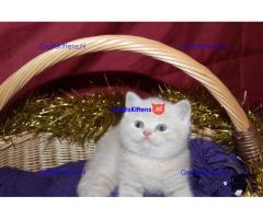 Gezonde Scottish Fold Kittens