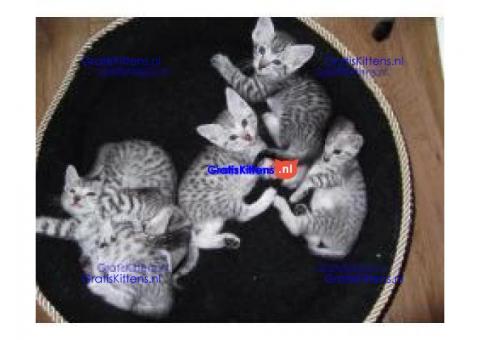 Mooie Egyptische mau kittens voor adoptie