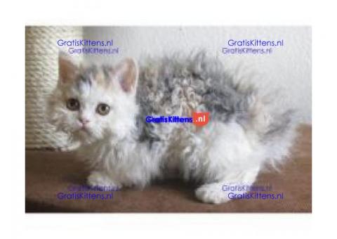 Tica Selkirk rex Kittens nu beschikbaar voor adoptie