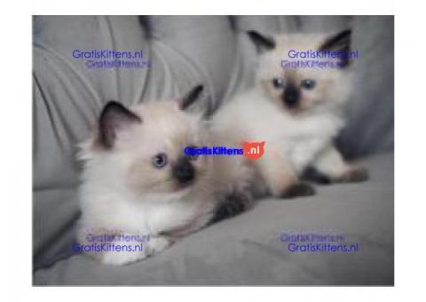 Kwaliteit Ragdoll-kittens voor herplaatsing 5