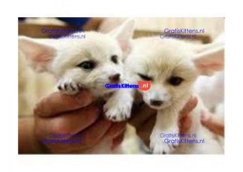 Kwaliteit reutjes en poesjes Fennec fox kittens klaar