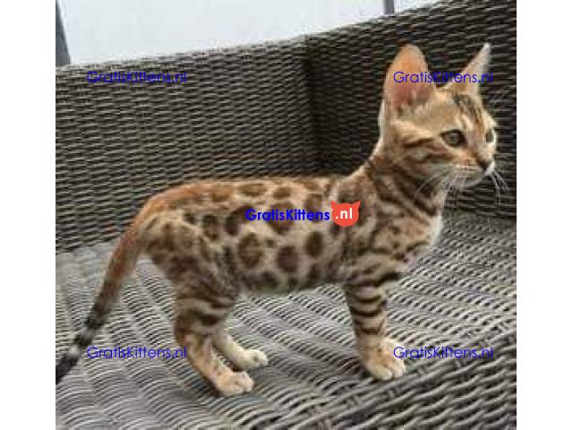 Schattige en schattige mannelijke en vrouwelijke Bengaalse kittens