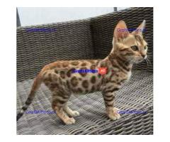 Schattige en schattige mannelijke en vrouwelijke Bengaalse kittens