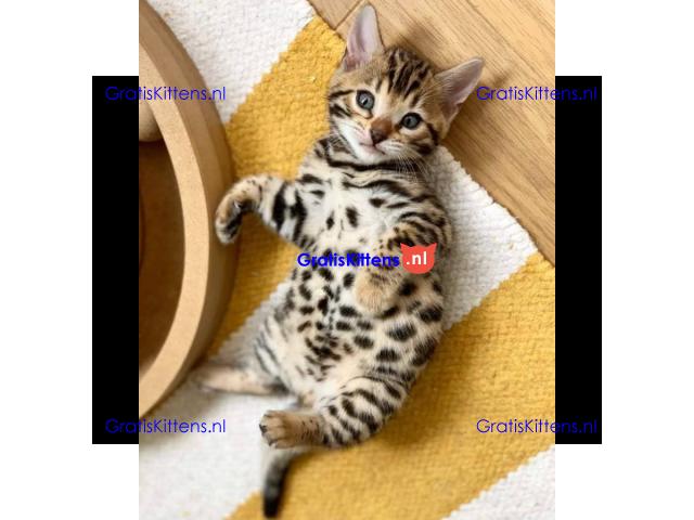 Schattige en schattige mannelijke en vrouwelijke Bengaalse kittens