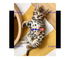 Schattige en schattige mannelijke en vrouwelijke Bengaalse kittens