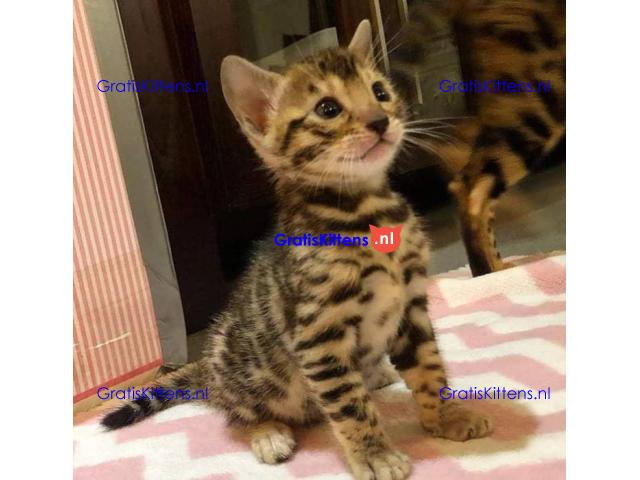 Schattige en schattige mannelijke en vrouwelijke Bengaalse kittens