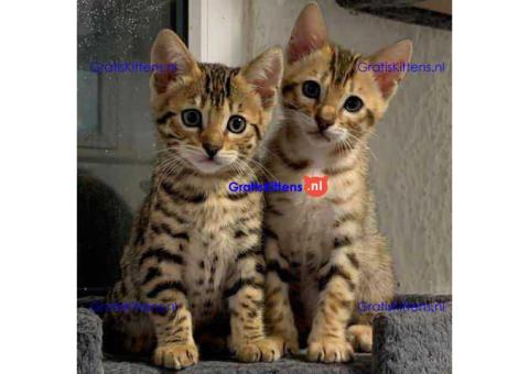 Bengaalse kitten beschikbaar voor verkoop