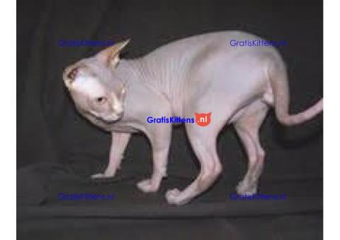 Mooie Sphynx-kittens