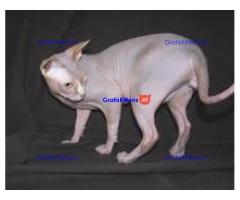 Mooie Sphynx-kittens