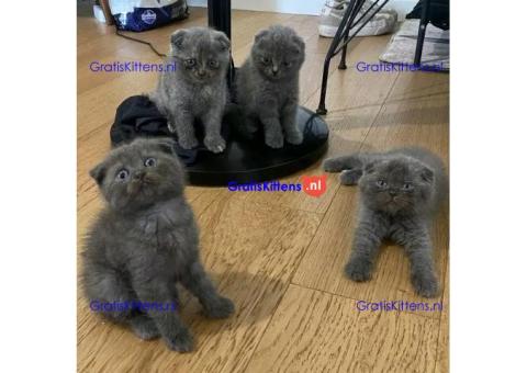 Speels en actief nestje Scottish Fold Kittens+31637889230