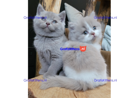 Brits korthaar kittens met stamboom