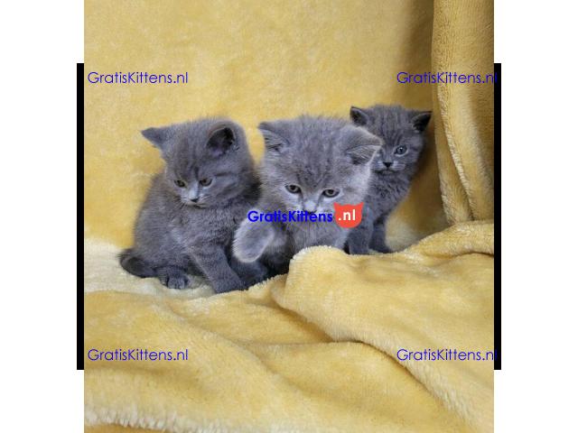 Alle kittens worden geregistreerd