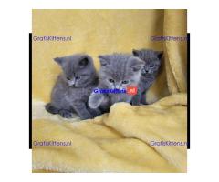Alle kittens worden geregistreerd