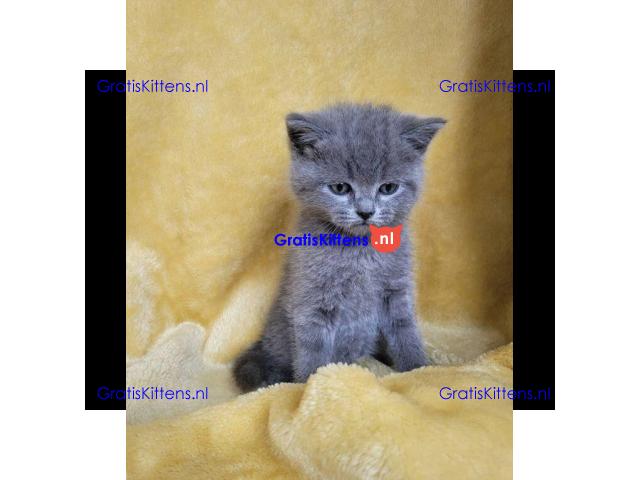 Alle kittens worden geregistreerd