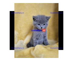 Alle kittens worden geregistreerd