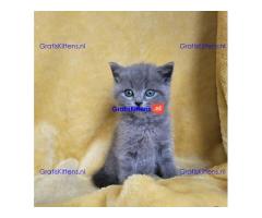 Alle kittens worden geregistreerd