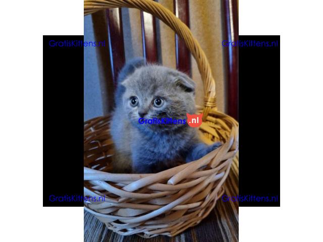 Alle kittens worden geregistreerd