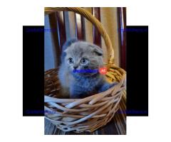 Alle kittens worden geregistreerd