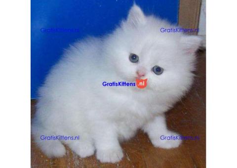 schattige Perzische kittens ter adoptie