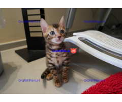 Super bengaalse kittens