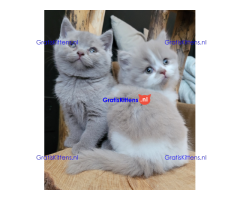 Brits korthaar kittens met stamboom
