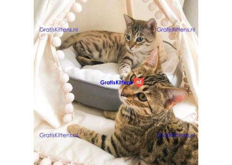 We hebben prachtige Bengaalse poesjes die op zoek zijn naar hun forever home.