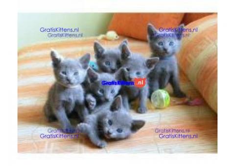 Russian Blue Kittens voor goede huizen