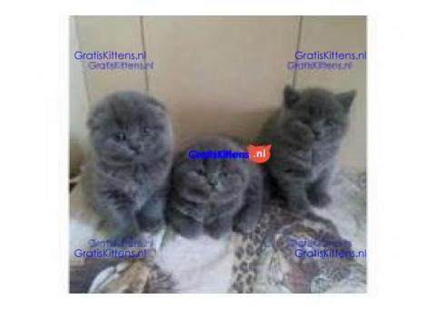 Gezondheid Scottish Fold Kittens