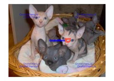 Vetgedrukte en rimpelige Sphynx-kittens