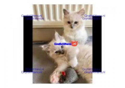 Ragdoll-kittens voor herplaatsing