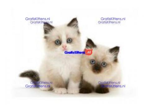 Thuis opgevoede Ragdoll-kittens.