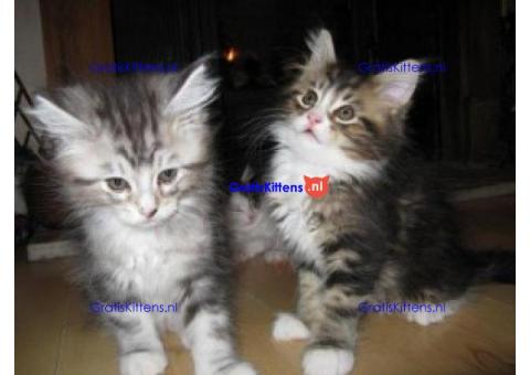 Maine coon kittens mannelijk en vrouwelijk nu klaar,