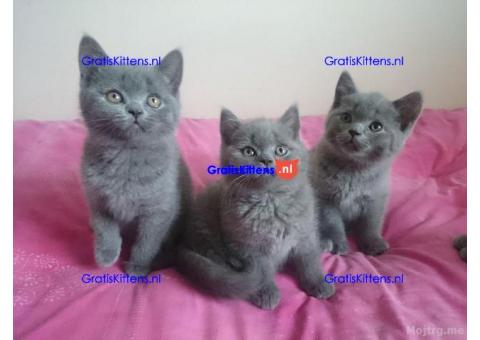 Brits korthaar kittens