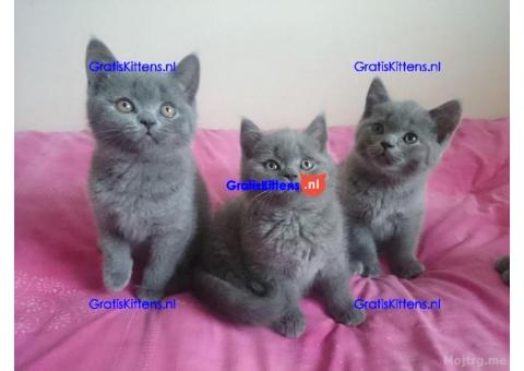 Brits korthaar kittens