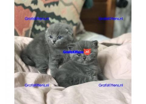 Scottish Fold Kittens