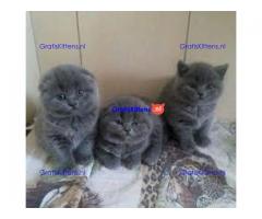 Scottish Fold Kittens