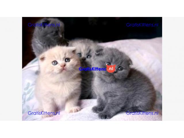 Scottish Fold Kittens