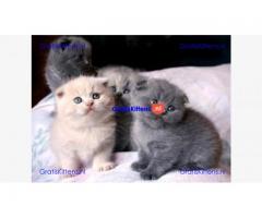 Scottish Fold Kittens