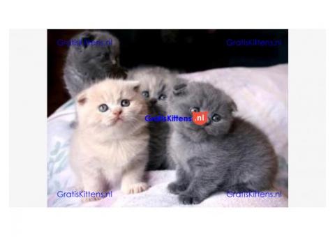 Scottish Fold Kittens