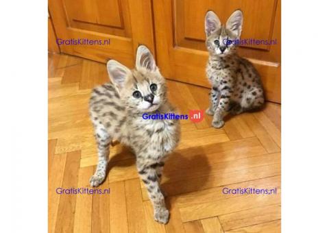 Savannah Kittens