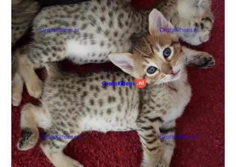 Serval, caracal, savanne kitten