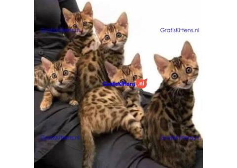 We hebben prachtige Bengaalse poesjes die op zoek zijn naar hun forever home.