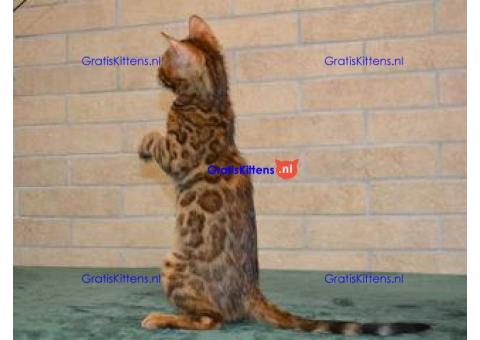 We hebben prachtige Bengaalse poesjes die op zoek zijn naar hun forever home.