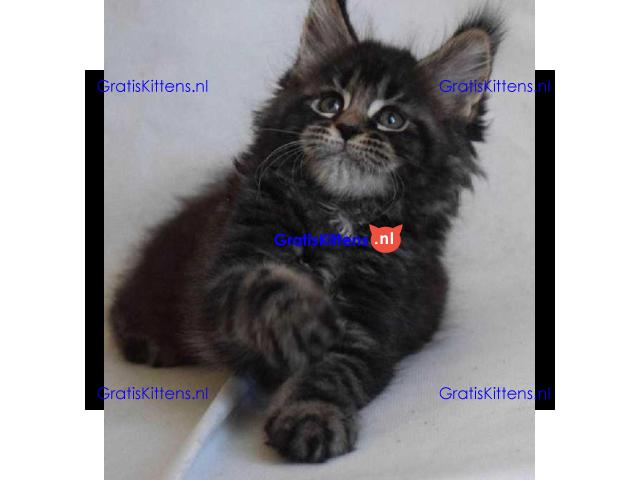 Mainecoon kittens beschikbaar